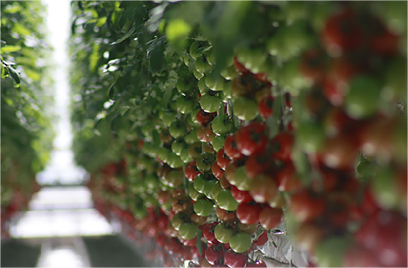 Truly Green Farms's tomatoes