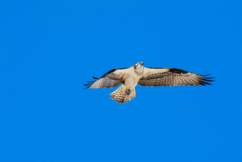 Balbuzard qui déploie ses ailes