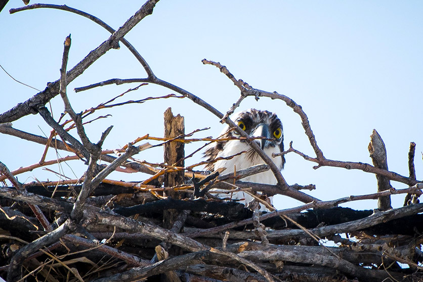 Osprey nesting