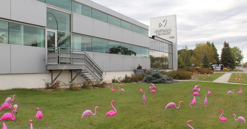 Des centaines de flamants roses sur la pelouse de CWB National Leasing, car l'entreprise célèbre 40 ans de succès