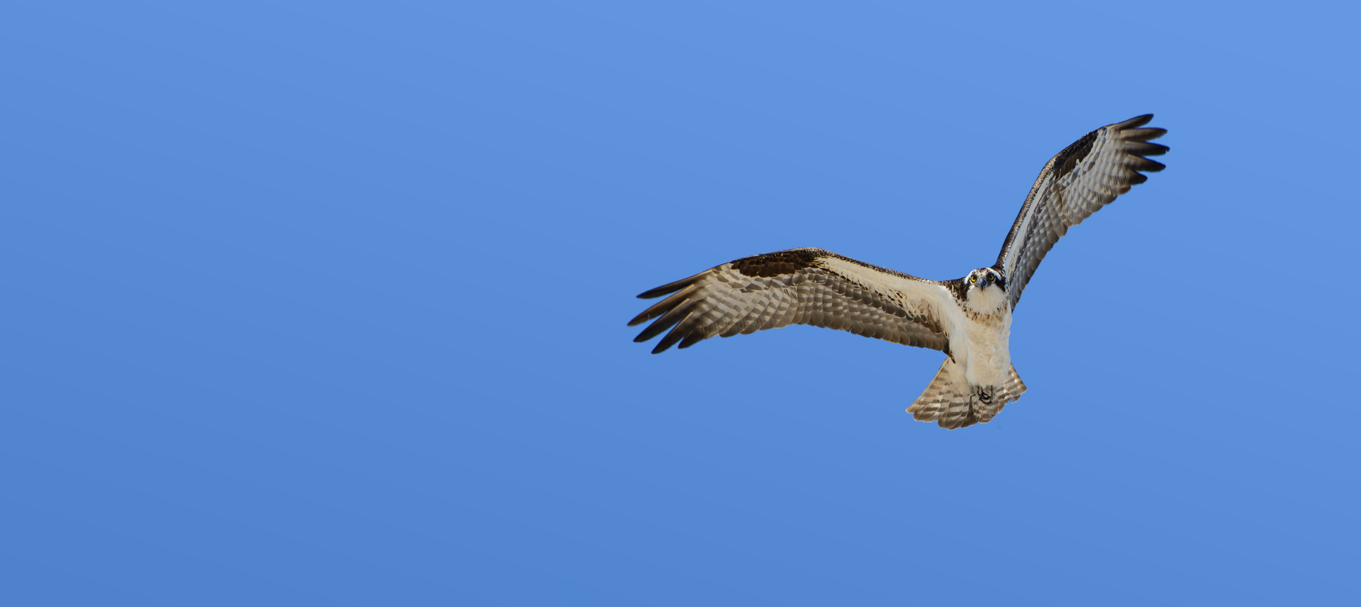 Osprey flying