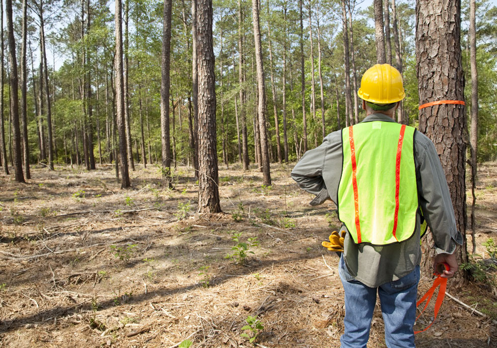 A photo of logging equipment