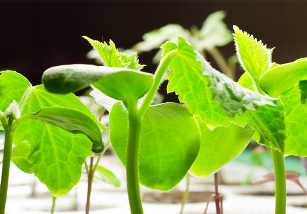 Budding tomato plants