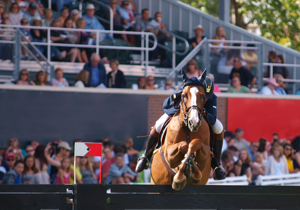 A photo of a horse in mid-jump